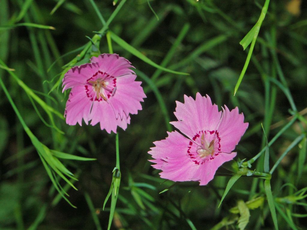 Dianthus seguierii / Garofano di Seguier